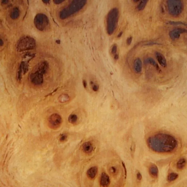 スカンジナビアン・バーチ